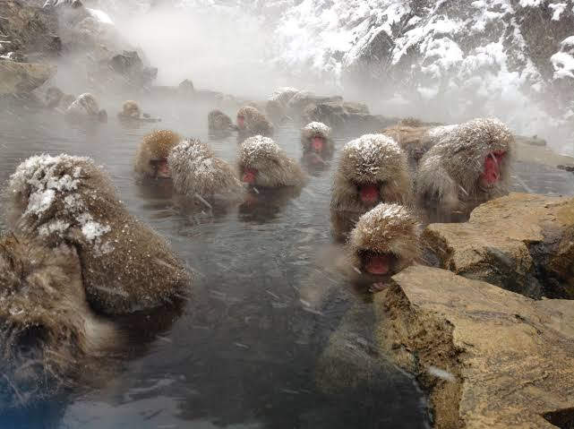 長野 地獄谷野猿公苑のスノーモンキーと冬の風景
